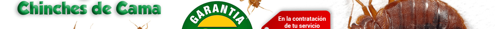 Fumigaciones de Chinches