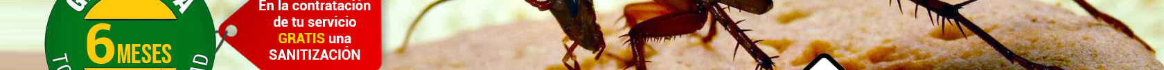 Fumigaciones de Cucarachas