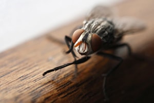 Fumigaciones Profesionales